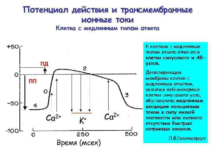 Потенциал действия и трансмембранные ионные токи Клетка с медленным типом ответа К клеткам с