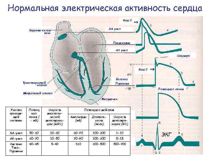 Нормальная электрическая активность сердца Фаза 0 SA узел Верхняя полая вена Предсердие АV узел