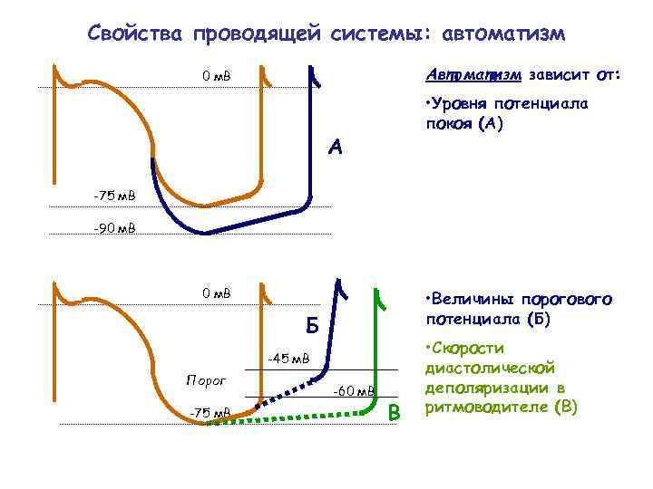 Свойства проводящей системы: автоматизм Автоматизм зависит от: 0 м. В • Уровня потенциала покоя