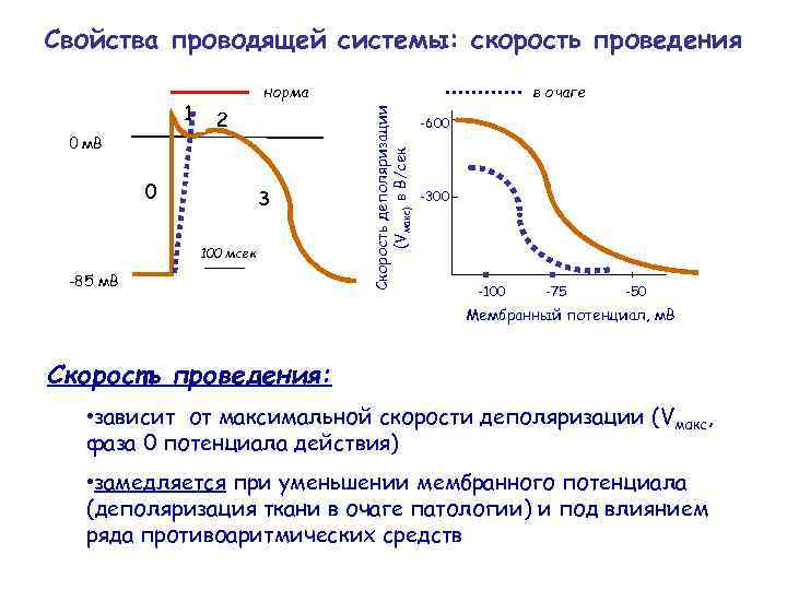 Свойства проводящей системы: скорость проведения 0 м. В 2 0 3 100 мсек -85
