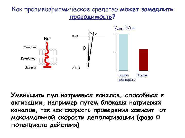 Как противоаритмическое средство может замедлить проводимость? Vмакс в В/сек Na+ 0 м. В 0
