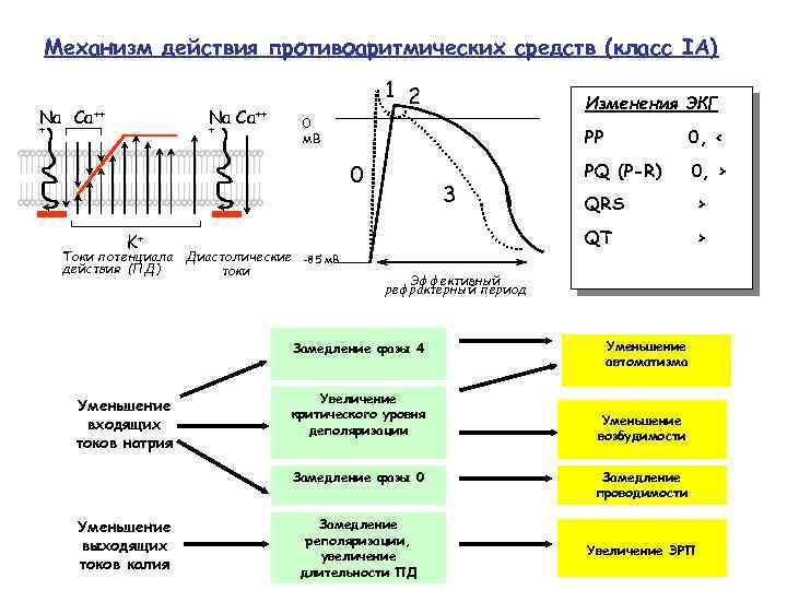 Механизм действия противоаритмических средств (класс IA) Na Ca++ + + 1 2 0 м.