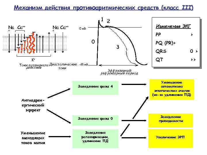Механизм действия противоаритмических средств (класс III) Na Ca++ + + 1 2 Изменения ЭКГ