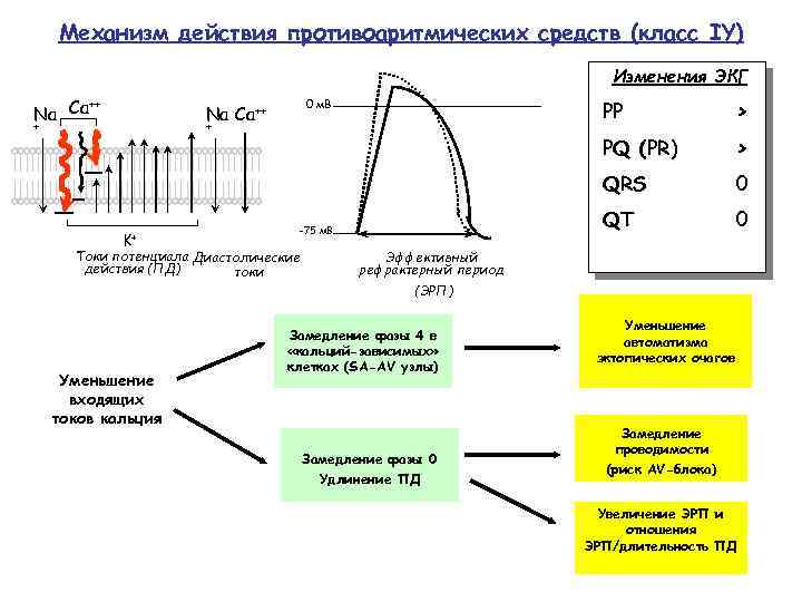 Механизм действия противоаритмических средств (класс IY) Изменения ЭКГ ++ Na Ca 0 м. В
