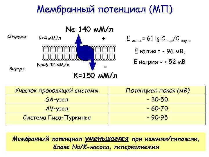 Мембранный потенциал (МП) Снаружи К=4 м. М/л Na 140 м. М/л + Е иона