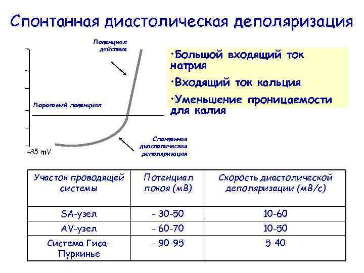Спонтанная диастолическая деполяризация Потенциал действия • Большой входящий ток натрия • Входящий ток кальция
