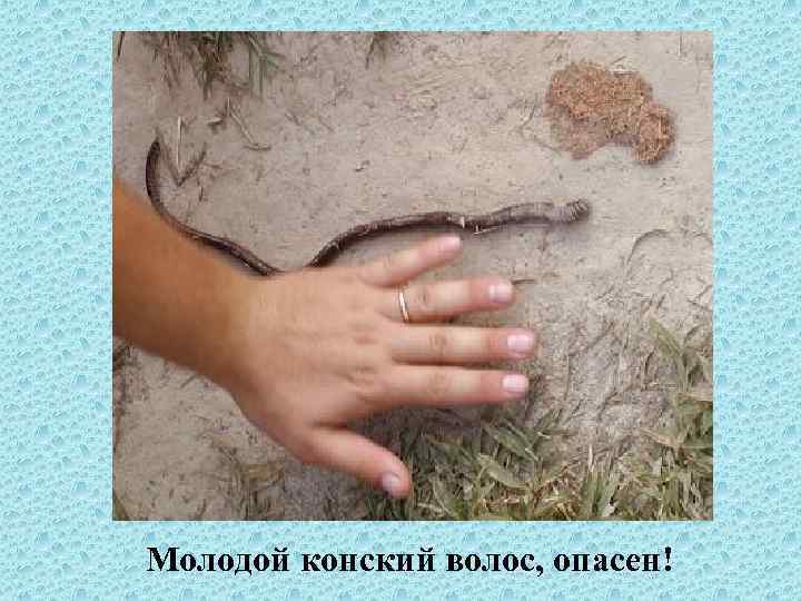 Молодой конский волос, опасен! 