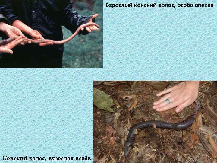Взрослый конский волос, особо опасен Конский волос, взрослая особь 