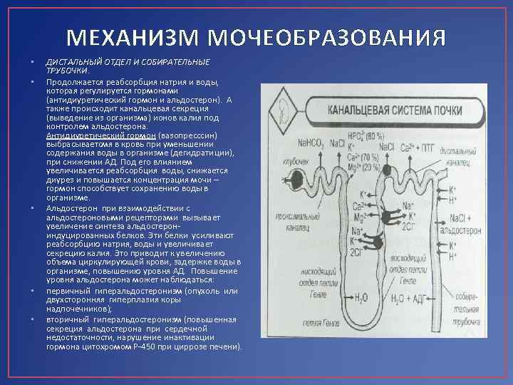 МЕХАНИЗМ МОЧЕОБРАЗОВАНИЯ • • • ДИСТАЛЬНЫЙ ОТДЕЛ И СОБИРАТЕЛЬНЫЕ ТРУБОЧКИ. Продолжается реабсорбция натрия и