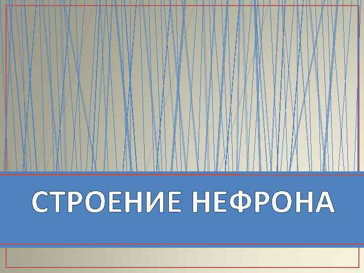 СТРОЕНИЕ НЕФРОНА 