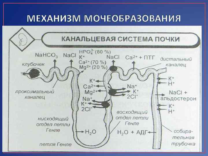 МЕХАНИЗМ МОЧЕОБРАЗОВАНИЯ 