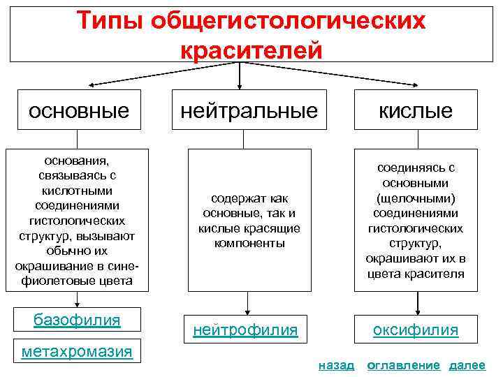 Типы общегистологических красителей основные основания, связываясь с кислотными соединениями гистологических структур, вызывают обычно их