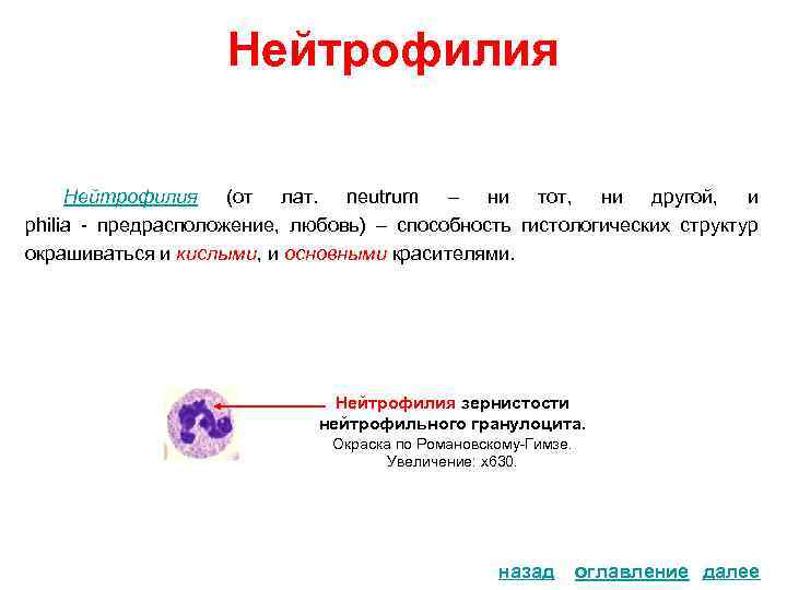 Нейтрофилия (от лат. neutrum – ни тот, ни другой, и philia - предрасположение, любовь)