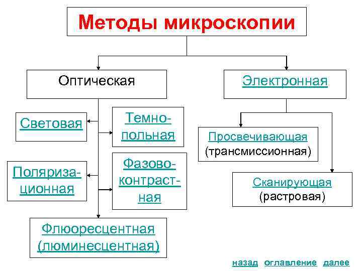 Методы микроскопии Оптическая Световая Поляризационная Темнопольная Фазовоконтрастная Электронная Просвечивающая (трансмиссионная) Сканирующая (растровая) Флюоресцентная (люминесцентная)