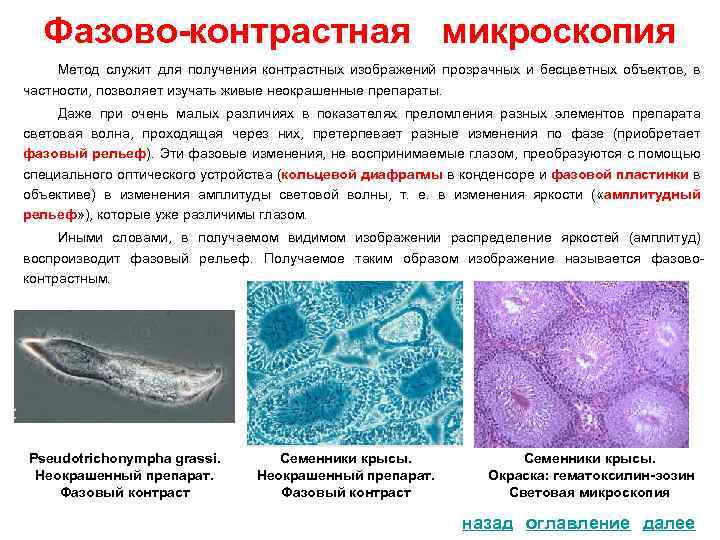 Фазово-контрастная микроскопия Метод служит для получения контрастных изображений прозрачных и бесцветных объектов, в частности,