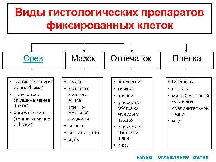 Виды гистологических препаратов фиксированных клеток Срез • тонкие (толщина более 1 мкм) • полутонкие