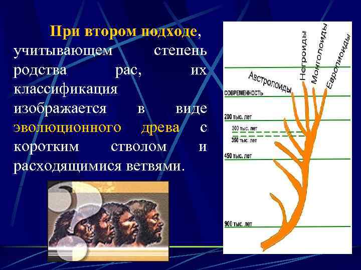 При втором подходе, учитывающем степень родства рас, их классификация изображается в виде эволюционного древа