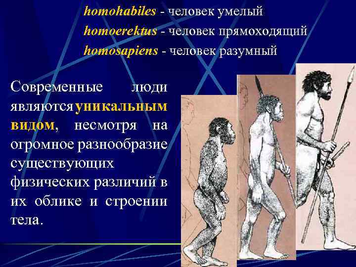 homohabiles - человек умелый homoerektus - человек прямоходящий homosapiens - человек разумный Современные люди