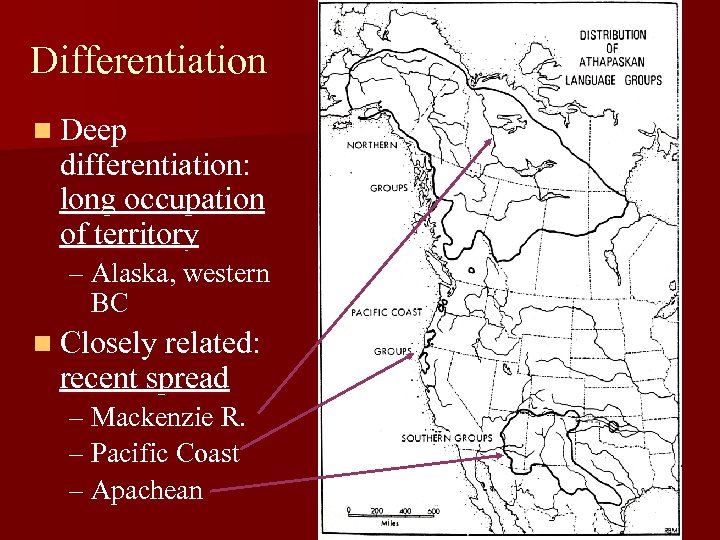 Differentiation n Deep differentiation: long occupation of territory – Alaska, western BC n Closely