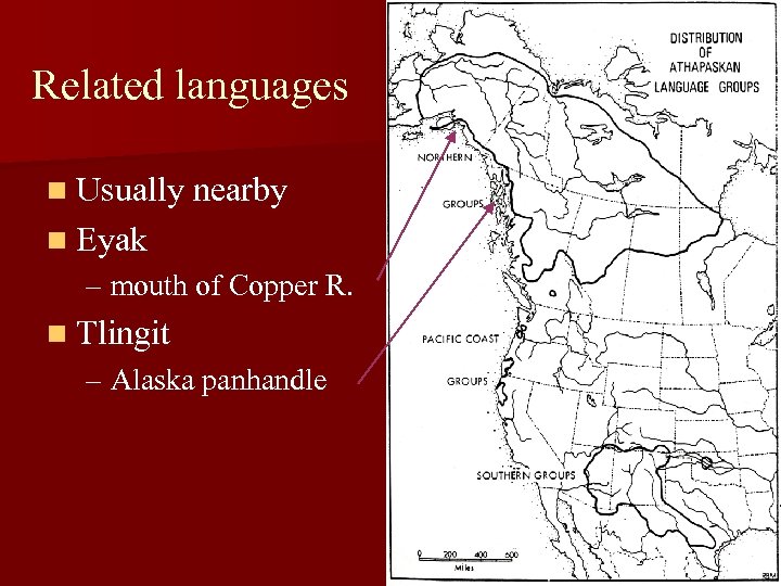 Related languages n Usually nearby n Eyak – mouth of Copper R. n Tlingit