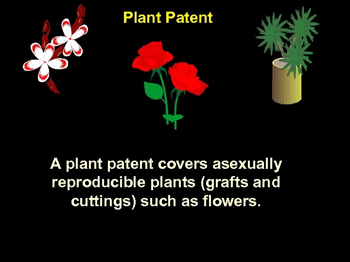 Plant Patent A plant patent covers asexually reproducible plants (grafts and cuttings) such as