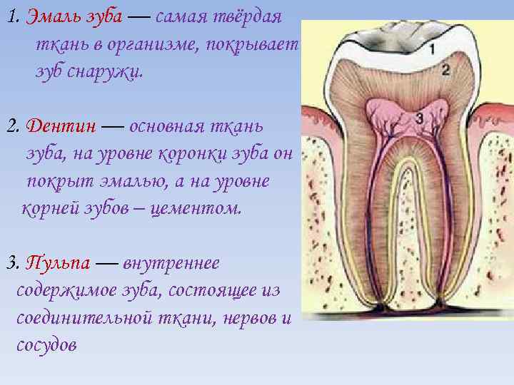 Поверхность зуба покрыта