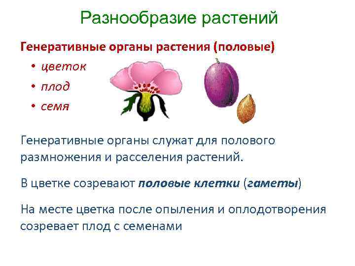 Цветок плод семя органы служащие для