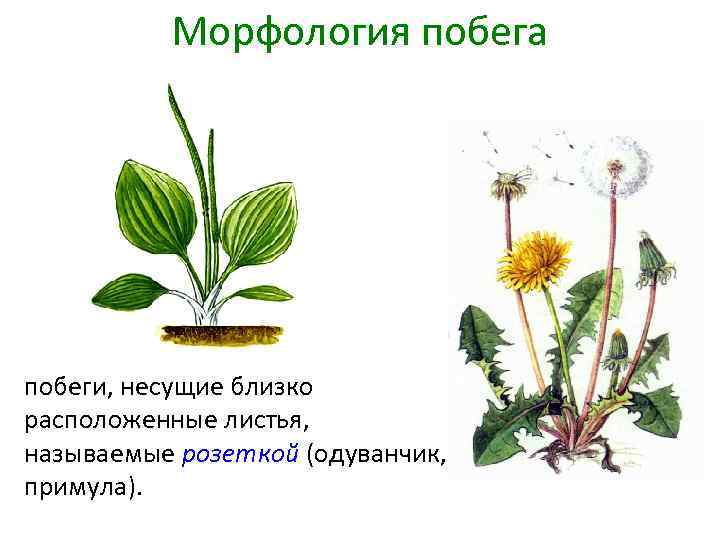 Морфология побега побеги, несущие близко расположенные листья, называемые розеткой (одуванчик, примула). 