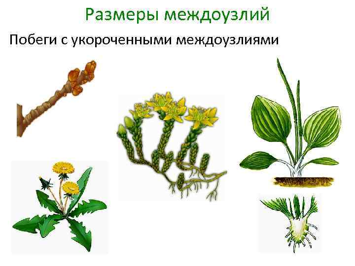 Размеры междоузлий Побеги с укороченными междоузлиями 