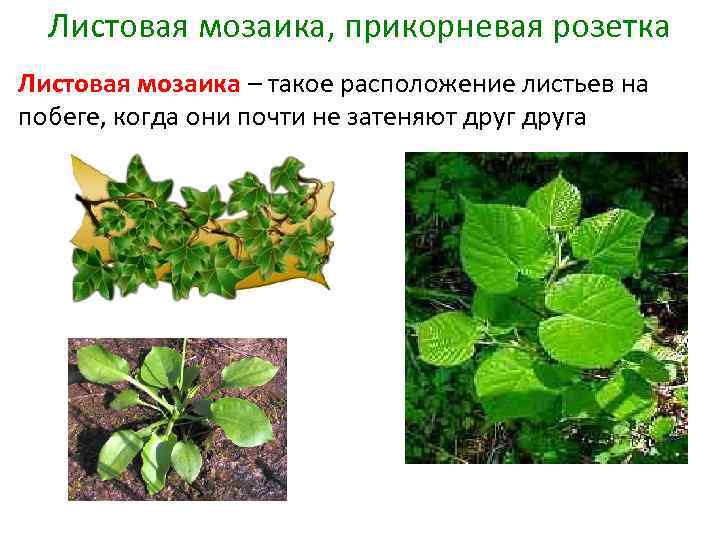 Листовая мозаика, прикорневая розетка Листовая мозаика – такое расположение листьев на побеге, когда они