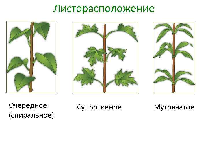 Листорасположение Очередное (спиральное) Супротивное Мутовчатое 