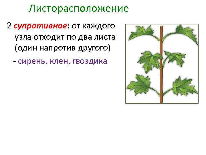 Какое листорасположение называют супротивным. Листорасположение липы. Листорасположение клена. Клен остролистный листорасположение. Растения с супротивным листорасположением листьев.