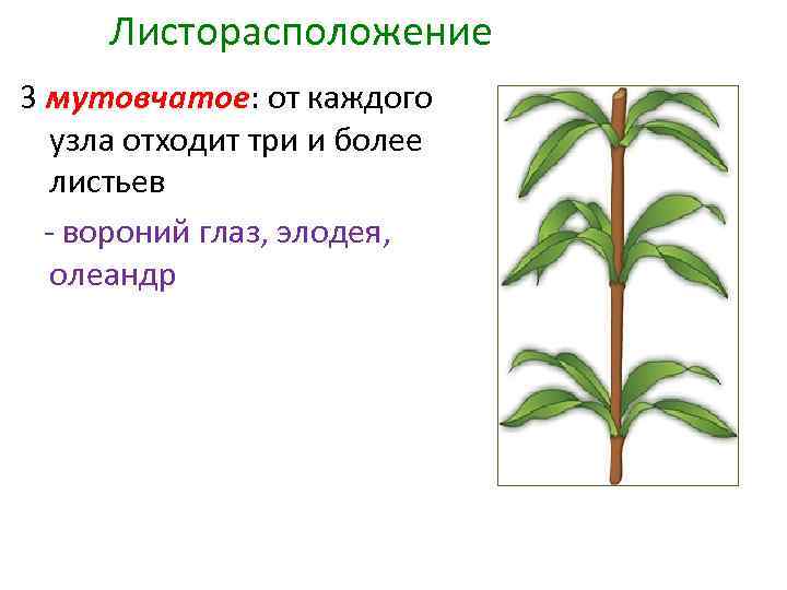 Листорасположение 3 мутовчатое: от каждого узла отходит три и более листьев - вороний глаз,