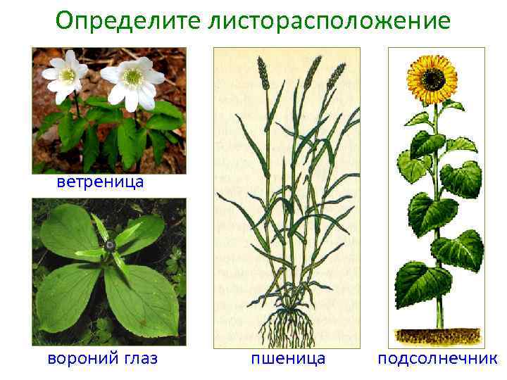Определите листорасположение ветреница вороний глаз пшеница подсолнечник 