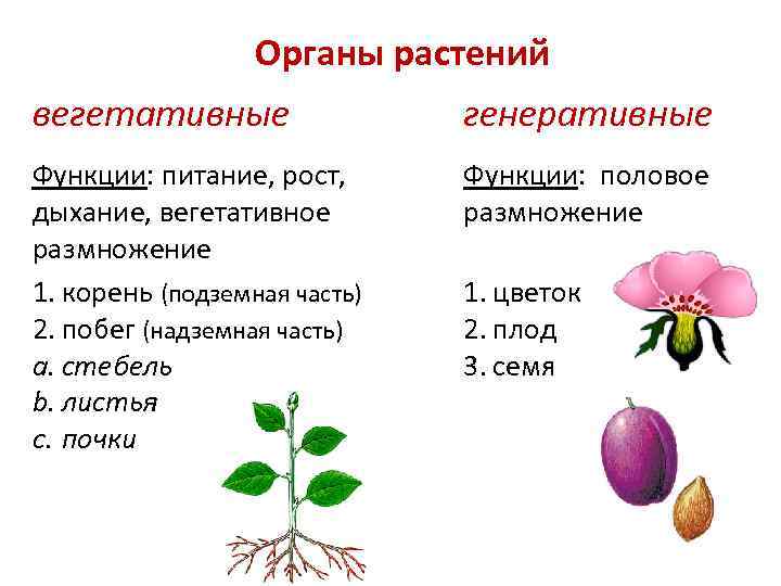 Рассмотрите изображение укажите какими цифрами обозначены вегетативные органы генеративные органы