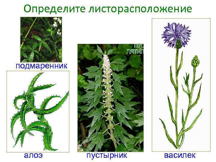Определите листорасположение подмаренник алоэ пустырник василек 