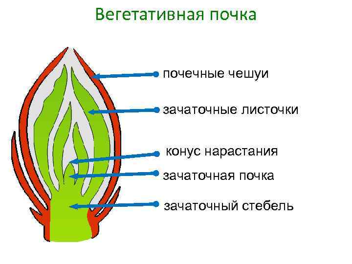 Вегетативная почка рисунок