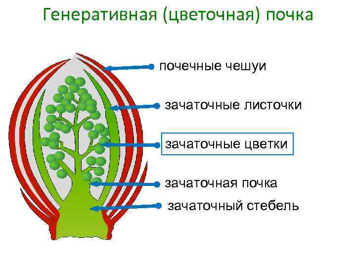 Вегетативная и генеративная почка рисунок