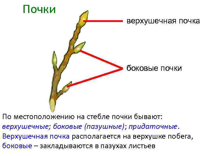 Изображение вегетативной почки