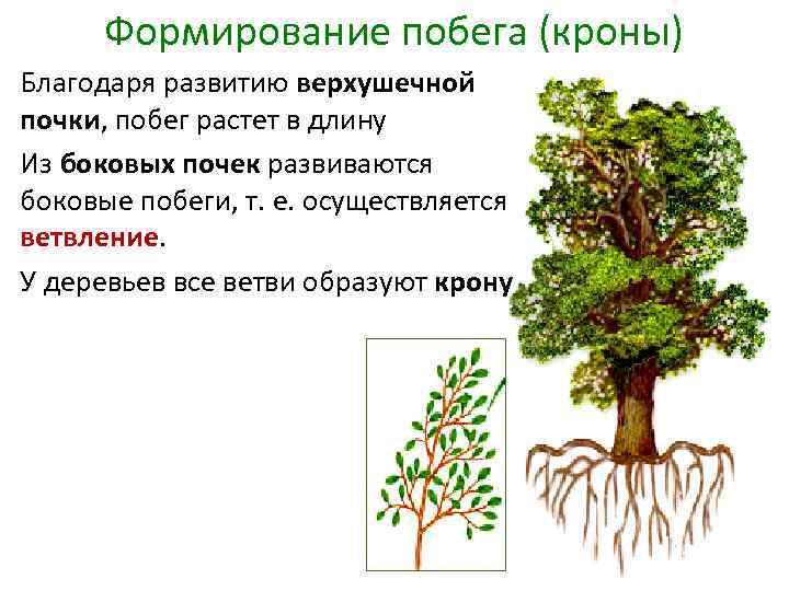 Рассмотрите изображение укажите какими цифрами обозначены вегетативные органы генеративные органы