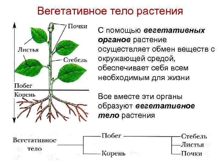 На рисунке изображены связи растения с окружающей средой какое свойство живых систем иллюстрирует