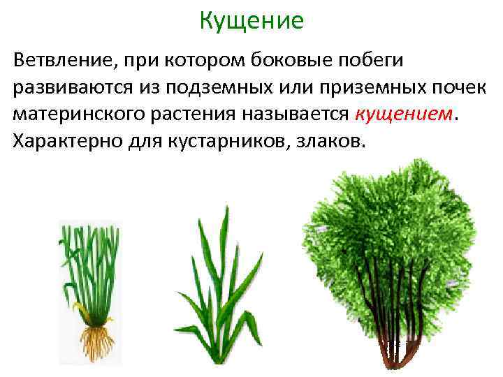 Кущение Ветвление, при котором боковые побеги развиваются из подземных или приземных почек материнского растения