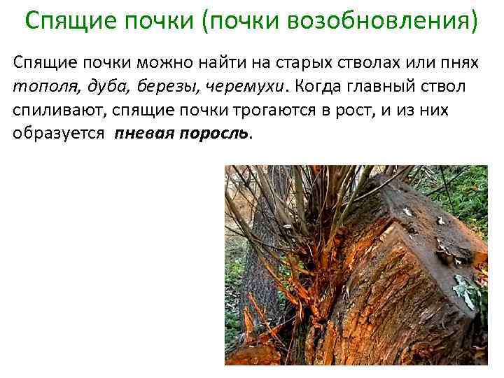 Спящие почки (почки возобновления) Спящие почки можно найти на старых стволах или пнях тополя,