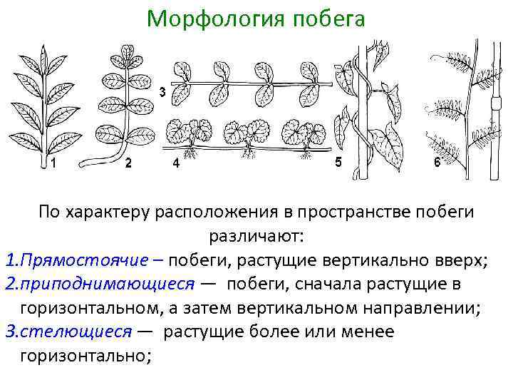 Морфология побега По характеру расположения в пространстве побеги различают: 1. Прямостоячие – побеги, растущие