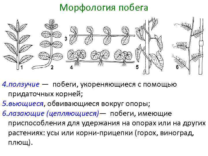 На рисунке изображено строение вегетативной и генеративной почек под цифрой 1 изображено