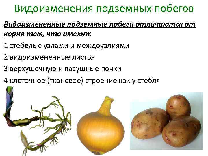 Видоизменения подземных побегов Видоизмененные подземные побеги отличаются от корня тем, что имеют: 1 стебель