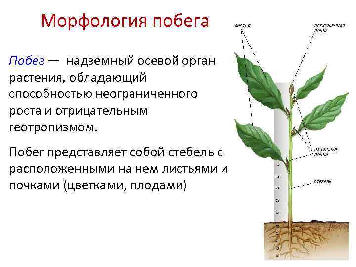 Подземные и надземные органы растений