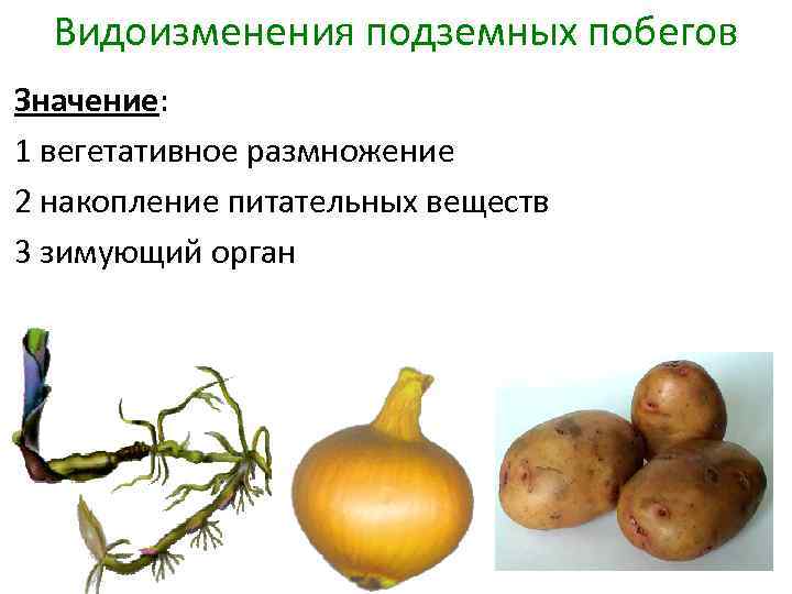 Видоизменения подземных побегов Значение: 1 вегетативное размножение 2 накопление питательных веществ 3 зимующий орган
