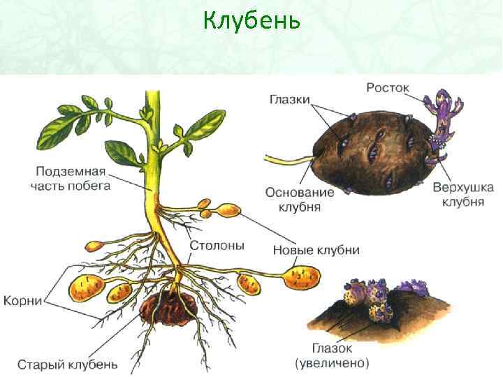 Картинки вегетативные органы растений