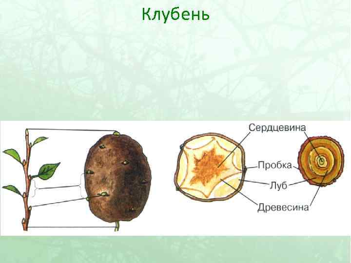 Клубень 